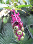 SX31147 Plant with tiny flowers and berries in botanical garden.jpg